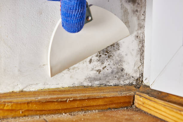 Mold Remediation for Vacation Homes in Wylie, TX